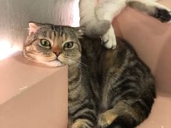 -猫儿山۰猫主题餐厅