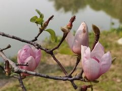 -海珠湖公园