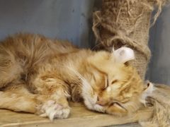 -猫亿天猫咖