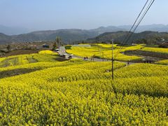 -桑洲油菜花景区