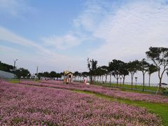 -野狸岛