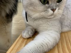 -李小姐の猫咖啡馆(五角场店)