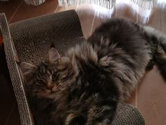 -老吴的猫·猫舍(新区店)