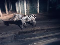 -清迈夜间动物园