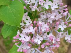 -北京鹫峰国家森林公园