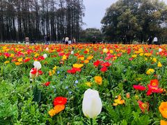 -上海共青森林公园