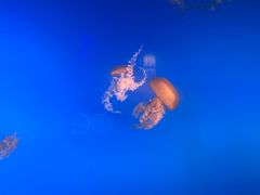 -太平洋海底世界