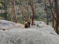 -崂山巨峰游览区