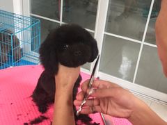 -翊宠yipet猫狗购宠庄园犬舍•猫舍