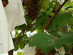 -乡乐园蟹庄·阳澄湖农家乐