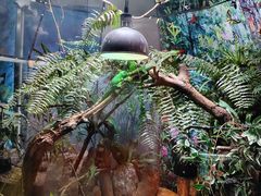 -上海大自然野生昆虫馆(东方明珠·爬宠昆虫探索中心)