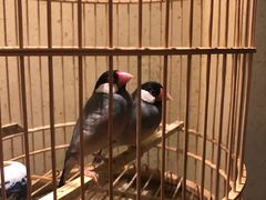 餐具摆设-那家小馆•北京菜•烤鸭(中关村店)