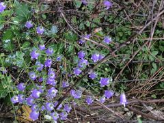 -鸡鸣山旅游景区