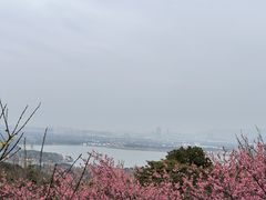 -香雪海