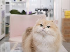 -青奢宠物·青奢猫舍