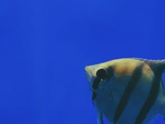 -秦皇岛新澳海底世界