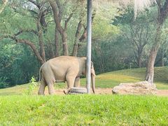 -北京野生动物园