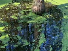 -渌洋湖湿地公园