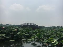 -荷塘月色湿地公园·向阳花洲