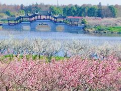 -上海海湾国家森林公园