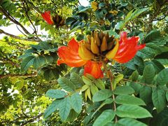 -中国科学院西双版纳热带植物园