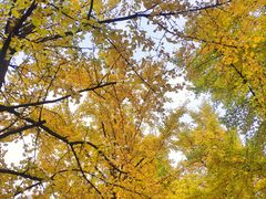 -四川大学(华西校区)