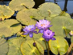 -国家植物园南园