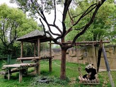 -上海野生动物园