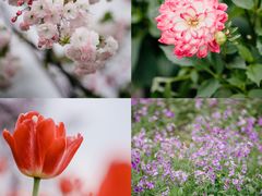 -花开海上生态园