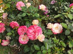 -人民公园(罗湖区)