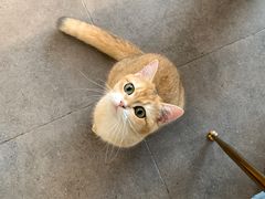 -飞行喵MR PILOT|猫舍·猫咖(静安大融城店)
