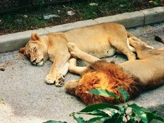 -大连森林动物园