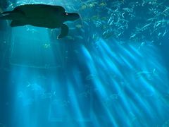 大虾-海棠湾洲际-涛·海底餐厅·美人鱼·自助餐·海底隧道