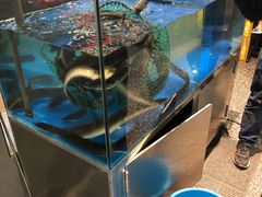 水产区-本炙炭烤·蒲烧活鳗料理店(金沙洲店)