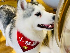 -Husky Go! 哈士奇体验馆·宠物咖啡厅狗咖