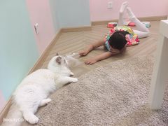 -酷豆宠物咖啡·宠物美食·撸猫馆