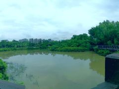 -大亚湾红树林城市湿地公园