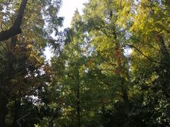 -东平国家森林公园
