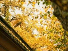 -苏州文庙(姑苏区)