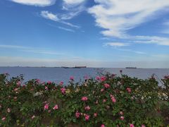 -上海滨江森林公园