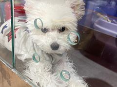 -FAELING PETS美天灵宠物(富力广场店)