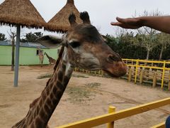 -西霞口神雕山野生动物世界