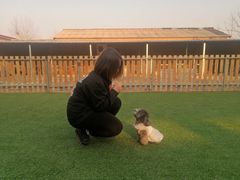 -北京京卫宠物寄养训练中心