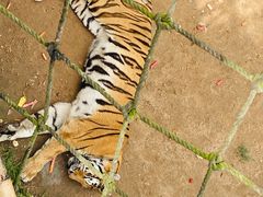 -西霞口神雕山野生动物世界