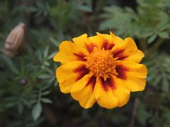 -青藏高原野生动物园