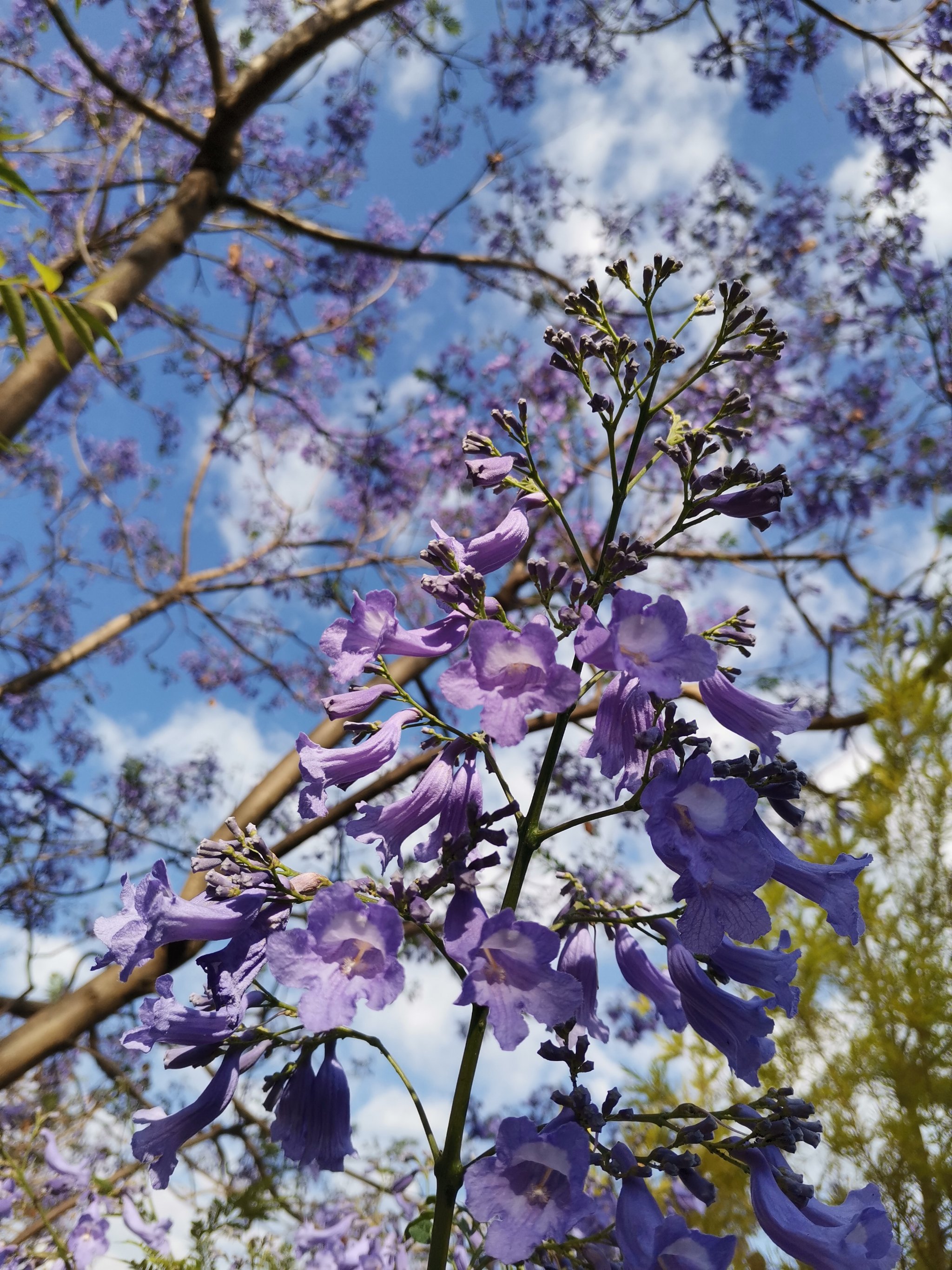 蓝花楹