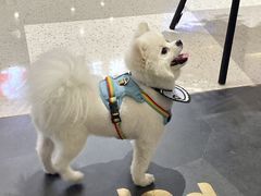 -帕帕拉兹宠物(亚洲旗舰店)