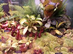 -中国科学院西双版纳热带植物园