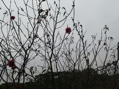 -南国桃园旅游度假区