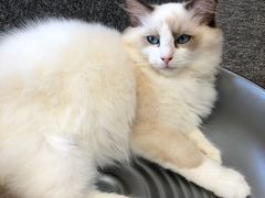 -米宠家·撸猫猫咖小萌宠·猫咪洗澡·猫咪寄养(高新大都荟店)